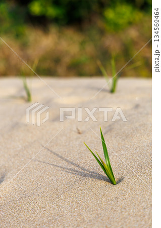 砂浜にポツンと生えるコウボウムギ 134569464