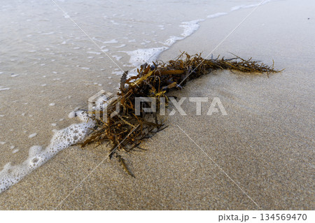 砂浜に打ち上げられた海藻 134569470