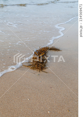 砂浜に打ち上げられた海藻 砂浜に打ち上げられた海藻 134569471