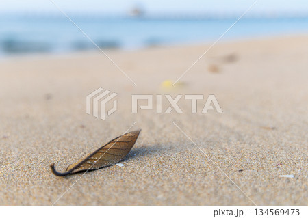 砂浜に落ちている枯れ葉 134569473