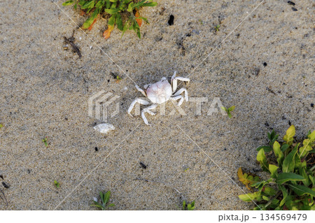 砂浜で見つけたカニの抜け殻 砂浜で見つけたカニの抜け殻 134569479
