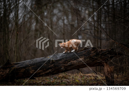 A luxurious red kitten in the middle of a dark autumn forest. A beautiful animal in nature. A luxurious red kitten in the middle of a dark autumn forest. A beautiful animal in nature. 134569709