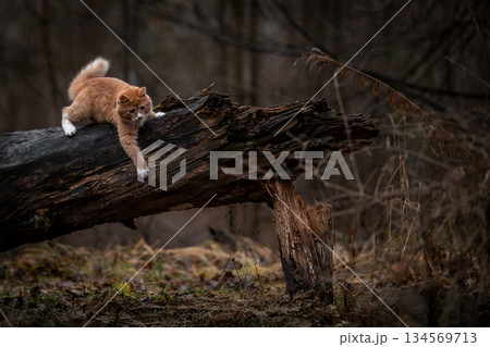 A luxurious red kitten in the middle of a dark autumn forest. A beautiful animal in nature. A luxurious red kitten in the middle of a dark autumn forest. A beautiful animal in nature. 134569713