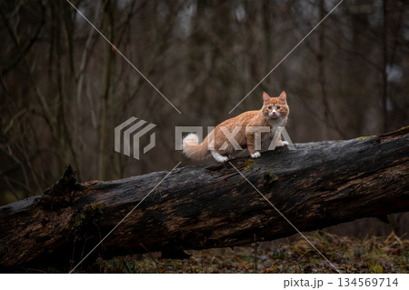 A luxurious red kitten in the middle of a dark autumn forest. A beautiful animal in nature. A luxurious red kitten in the middle of a dark autumn forest. A beautiful animal in nature. 134569714
