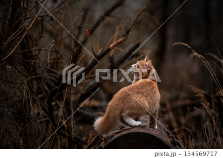 A luxurious red kitten in the middle of a dark autumn forest. A beautiful animal in nature. 134569717