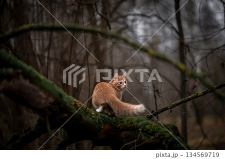 A luxurious red kitten in the middle of a dark autumn forest. A beautiful animal in nature. A luxurious red kitten in the middle of a dark autumn forest. A beautiful animal in nature. 134569719