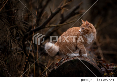 A luxurious red kitten in the middle of a dark autumn forest. A beautiful animal in nature. 134569724