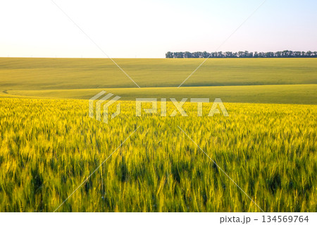 Golden wheat field stretches across the horizon under clear blue sky in sunny weather Golden wheat field stretches across the horizon under clear blue sky in sunny weather 134569764