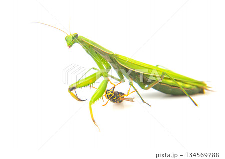 Green praying mantis captures a yellow wasp in a still moment of nature predation Green praying mantis captures a yellow wasp in a still moment of nature predation 134569788