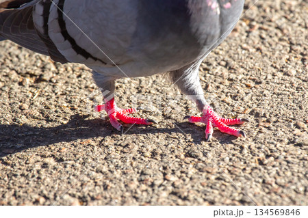 Close-up of a pigeon displaying vibrant pink legs in a city park setting during bright daylight Close-up of a pigeon displaying vibrant pink legs in a city park setting during bright daylight 134569846
