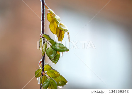 Icicles glisten on green and yellow leaves during a winter frost in a quiet neighborhood Icicles glisten on green and yellow leaves during a winter frost in a quiet neighborhood 134569848