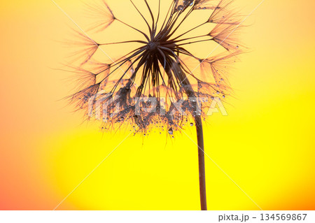 Close-up of a dandelion puff illuminated by sunset colors in a serene outdoor environment 134569867