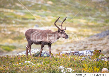 Wild reindeer grazing in the natural environment of Norway during summer season Wild reindeer grazing in the natural environment of Norway during summer season 134569914