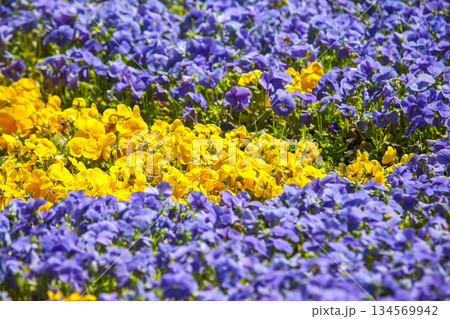 Colorful flower bed displays vibrant pansies in various hues during springtime bloom 134569942