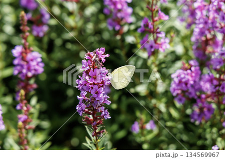 ミソハギとキタキチョウ（熊本県阿蘇郡ヒゴタイ公園） 134569967