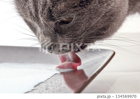 Cat drinking milk from a plate in an indoor setting during daytime 134569970
