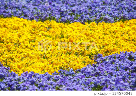 Vibrant flower garden showcasing yellow and purple pansies during springtime bloom Vibrant flower garden showcasing yellow and purple pansies during springtime bloom 134570045