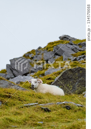 Sheep rests among rocks and green grass on a hillside in rural ireland. Sheep rests among rocks and green grass on a hillside in rural ireland. 134570088