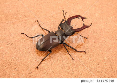 Large male stag beetle resting on a surface in a natural setting under soft lighting 134570146