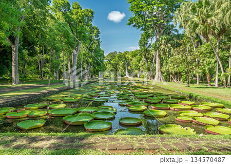 Scenic park pond with large water lily leaves stretching into distance for travel nature and relaxation concept Scenic park pond with large water lily leaves stretching into distance for travel nature and relaxation concept 134570487