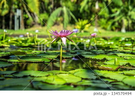Pink water lily blooming above green lily pads in calm tropical pond with soft bokeh and reflections Pink water lily blooming above green lily pads in calm tropical pond with soft bokeh and reflections 134570494