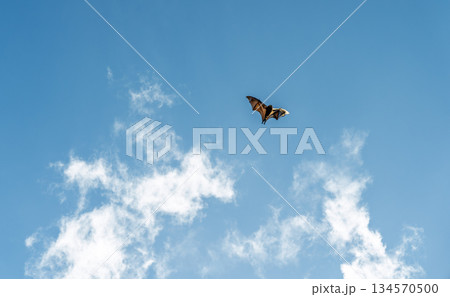 Bat flying across bright blue sky with soft clouds creating minimal wildlife background with strong copy space Bat flying across bright blue sky with soft clouds creating minimal wildlife background with strong copy space 134570500