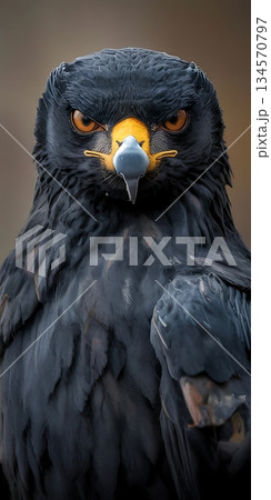 Intense black eagle portrait showing fierce orange eyes and sharp curved beak 134570797