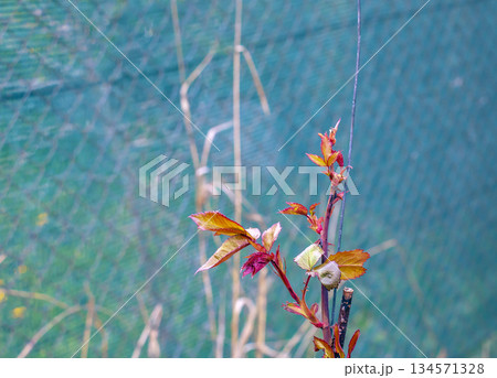 A close-up of a red and green rose bush without flowers in early spring. Blurred background. 134571328