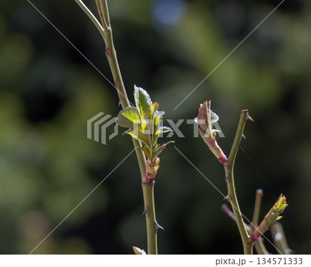 A close-up of a green rose bush without flowers in early spring. Blurred background. 134571333