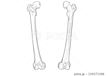 大腿骨 Femur 大腿骨 Femur 134571386