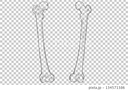 Femur 134571386