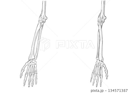 前腕 Forearm 前腕 Forearm 134571387