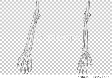 Forearm Forearm 134571387