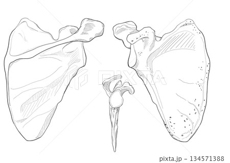 肩甲骨 Scapula 肩甲骨 Scapula 134571388