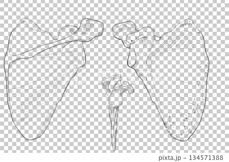 肩甲骨 Scapula 肩甲骨 Scapula 134571388