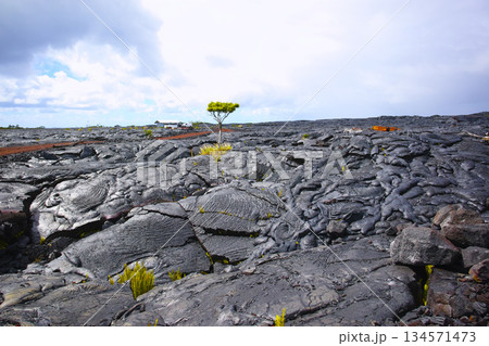ハワイ島の黒い大地と植物 134571473