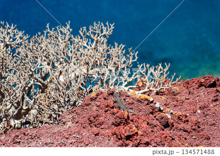 Rocky Tenerife coast around Montana Bocinegro and Montana Roja mountain, near El Medano, Canary Islands, Spain, sunny summer day 134571488
