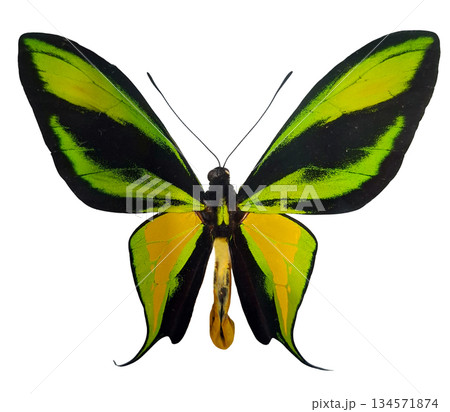 A green and yellow butterfly called Paradise Birdwing Ornithoptera paradisea is resting in a natural pose. The butterfly has large wings with distinct colors and patterns. 134571874