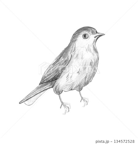 Drawing of a realistic garden bird in simple black graphite pencil, black and white illustration for ornithologists, printing, design, monochrome image, isolated on a white background. 134572528