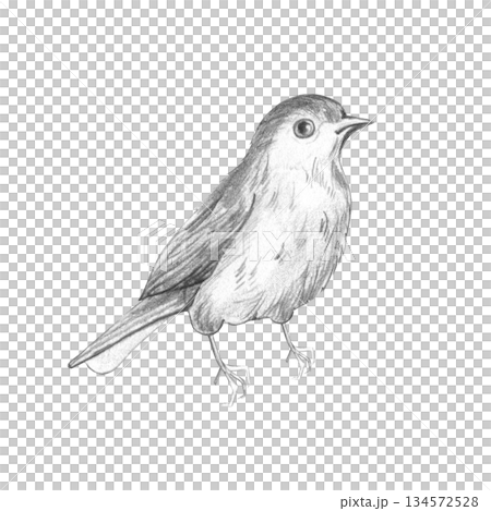 Drawing of a realistic garden bird in simple black graphite pencil, black and white illustration for ornithologists, printing, design, monochrome image, isolated on a white background. 134572528