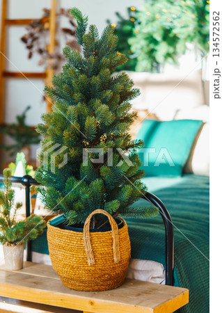 Small decorative Christmas Tree in woven basket in cozy Holiday Interior background Small decorative Christmas Tree in woven basket in cozy Holiday Interior background 134572562