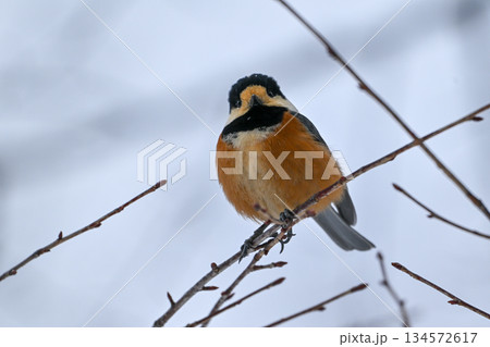 枝にとまる北海道のヤマガラ 枝にとまる北海道のヤマガラ 134572617