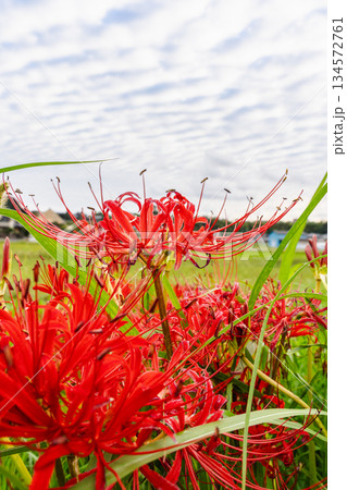 鱗雲が広がる秋空と彼岸花の風景 鱗雲が広がる秋空と彼岸花の風景 134572761