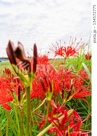 鱗雲が広がる秋空と彼岸花の風景 134572775