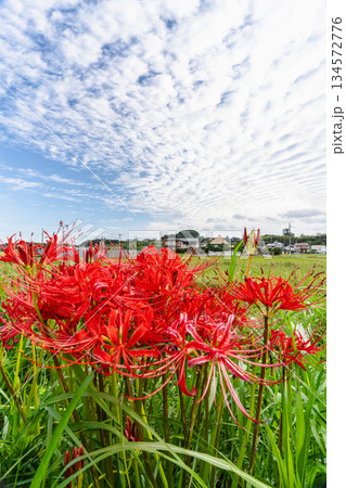鱗雲が広がる秋空と彼岸花の風景 134572776