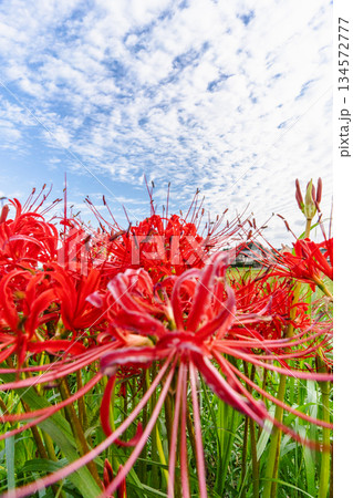 鱗雲が広がる秋空と彼岸花の風景 134572777
