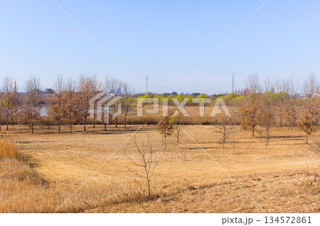 埼玉県川口市芝川第一調節池周辺2025年12月 134572861