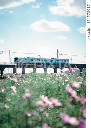 香取市与田浦のコスモス畑と走る列車 134572917