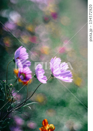 柔らかな光に包まれたコスモスの花 柔らかな光に包まれたコスモスの花 134572920