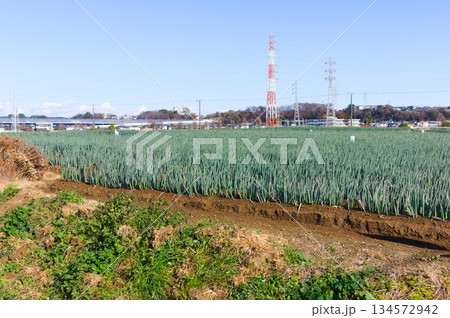 千葉県松戸市矢切の渡し周辺2025年12月 134572942